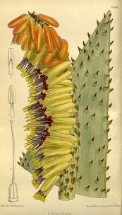  צילום: Aloe marlothii, CC-PD-Mark, Curtis's Botanical Magazine, Volume 139