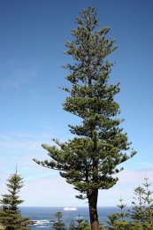  צילום: Araucaria heterophylla in Norfolk Island, Files from bertknot Flickr stream, Flickr images reviewed by FlickreviewR