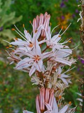  צילום: Asphodelus ramosus, Flora of Crete, GFDL