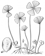  צילום: Britton & Brown, Illustrated Flora, Second Edition, Marsilea quadrifolia, PD US