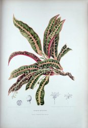  צילום: Berthe Hoola van Nooten, CC-PD-Mark, Codiaeum variegatum