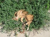 צילום: Cats on grass, Flickr images reviewed by File Upload Bot (Magnus Manske), Nepeta × faassenii
