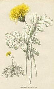  צילום: entaurea ragusina, by the Morrens (father and son), from La Belgique horticole, journal des jardins et des vergers, 1868