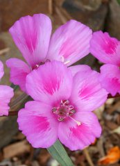  צילום: By Annie's Annuals & Perennials (Clarkia whitneyi  Uploaded by uleli) [CC BY 2.0 (http://creativecommons.org/licenses/by/2.0)], via Wikimedia Commons