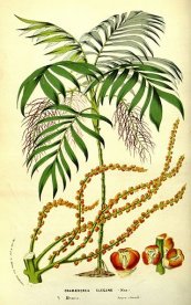  צילום: Arecaceae botanical illustrations, CC-PD-Mark, Chamaedorea elegans