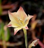  צילום: Gladiolus tristis, Self-published work, Uploaded with UploadWizard