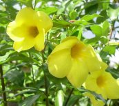  צילום: Allamanda cathartica, Flora of Belize, GFDL