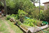 הגינה של אבי - גן פורח, בוסתן וגן ירק אורגני