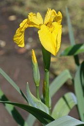  צילום: Iris pseudacorus, Irises in May, Media with locations