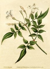  צילום: Jasminum officinale, Oleaceae botanical illustrations, PD US