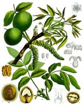  צילום: By Franz Eugen Köhler, Köhler's Medizinal-Pflanzen (List of Koehler Images) [Public domain], via Wikimedia Commons