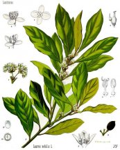  צילום: CC-PD-Mark, Köhler's Medizinal-Pflanzen, Laurel in art