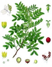  צילום: By Franz Eugen Köhler, Köhler's Medizinal-Pflanzen (List of Koehler Images) [Public domain], via Wikimedia Commons