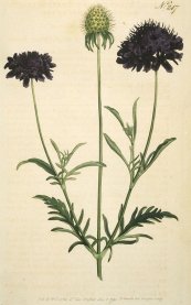  צילום: By S. Edwards, Sansum (-SOURCE- The Botanical Magazine -VOLUME- 7) [Public domain], via Wikimedia Commons