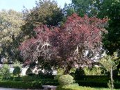  צילום: Prunus cerasifera cultivars