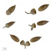  צילום: Acorns, Acorns of Quercus ilex, Collection of botany of the Muséum de Toulouse