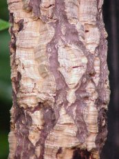  צילום: Cork oak bark, GFDL, License migration completed