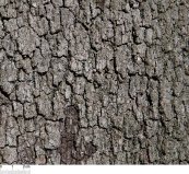  צילום: Quercus ilex bark, Self-published work
