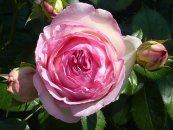 ורד עדן רוז™ (ארנונה)