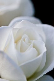 ורד אייסברג