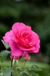 ורד פרולה