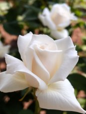 ורד פסקלי