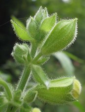  צילום: GFDL, License migration completed, Salvia glutinosa