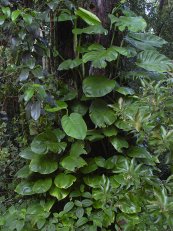  צילום: Epipremnum pinnatum, Images from Forest & Kim Starr