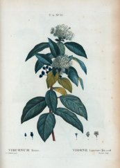  צילום: Adoxaceae botanical illustrations, Author died more than 100 years ago public domain images, CC-PD-Mark