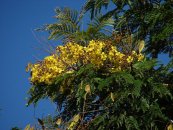  צילום: By Tatters ❀ from Brisbane, Australia (Yellow flowering Caesalpinioideae (Peltophorum)) [CC-BY-2.0 (http://creativecommons.org/licenses/by/2.0)], via Wikimedia Commons