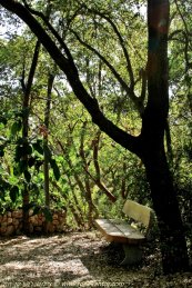 הגן הבוטני הר הצופים , ספסל עץ
