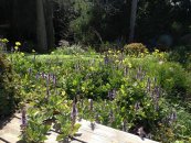 פלקטרנתוס שפתני, בגינה בסגנון שדה פורח