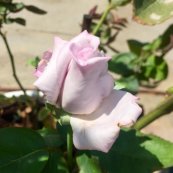 ורד בלו מון