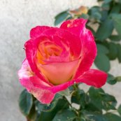 ורד דאבל דלייט