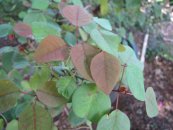  צילום: Euphorbia cotinifolia, Images from Forest & Kim Starr