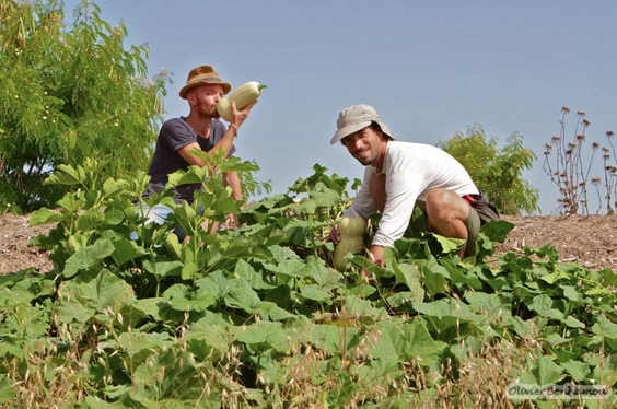 הדס הוכברג Screen Shot 2014-09-29 at 5.02.58 PM
