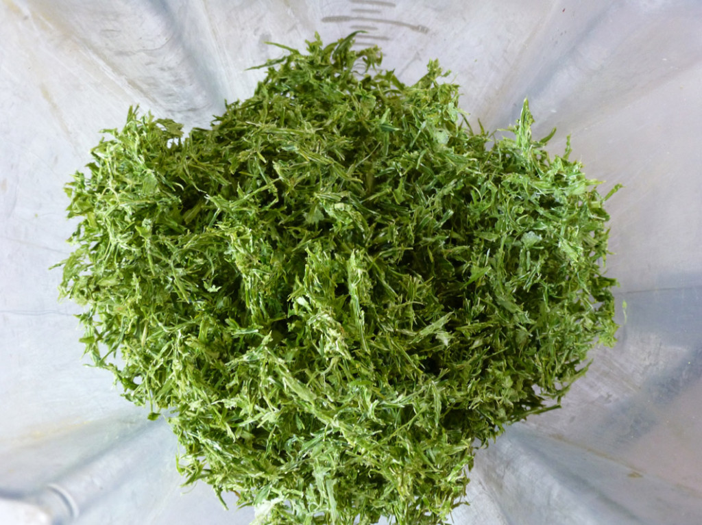 עלי סלרי. צילמה, דבי כץ ---1024x767