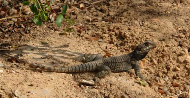 Screen Shot 2014-09-26 at 8.49.33 AM