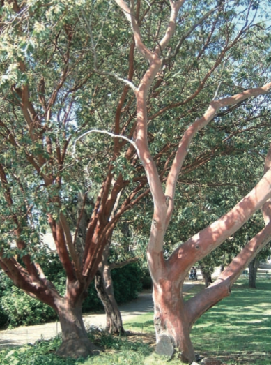 קטלב, צילמה אביגיל הלר Screen Shot 2014-09-23 at 10.35.38 AM