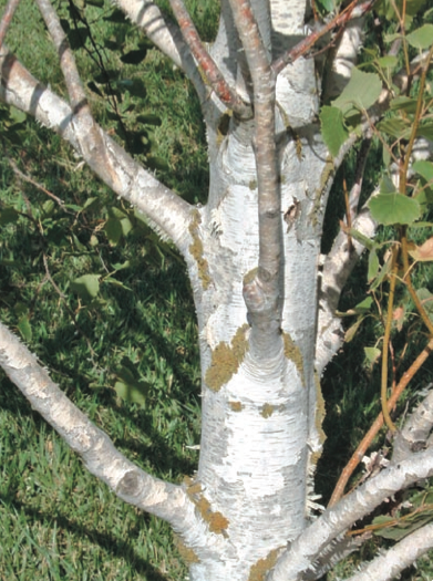 שדר, צילמה אביגיל הלר Screen Shot 2014-09-23 at 10.35.42 AM