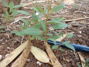 seedling of Eucalyptus gomphocephala