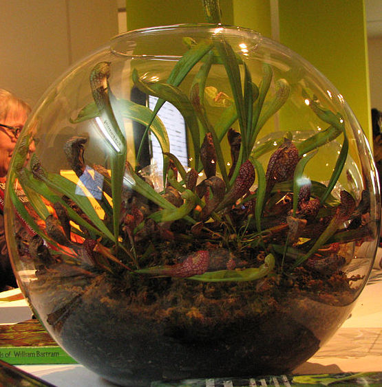 Carnivorous plant terrarium Martha MIller 430