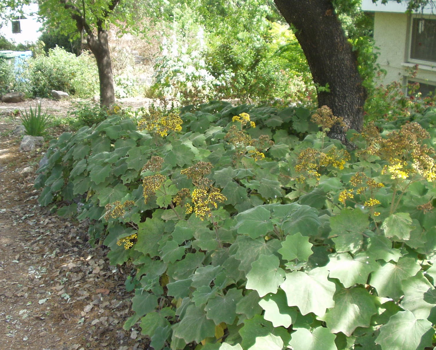סביון רחב עלים 1