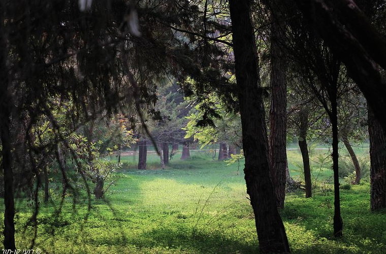  אור בגן בוטני יער אילנות רועי קן-תור