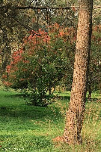  צבעים בגן בוטני יער אילנות רועי קן-תור