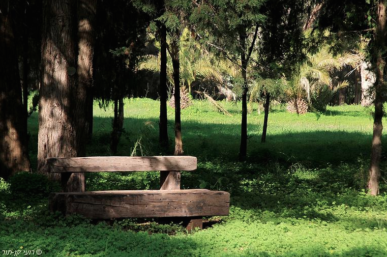ספסל בגן בוטני יער אילנות רועי קן-תור