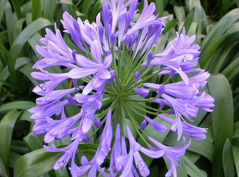 אגפנתוס אפריקני Screen Shot 2014-12-24 at 10.53.41 AM