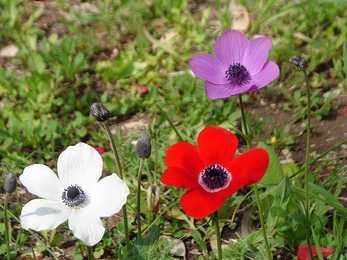 כלניות Screen Shot 2014-12-24 at 11.19.33 AM