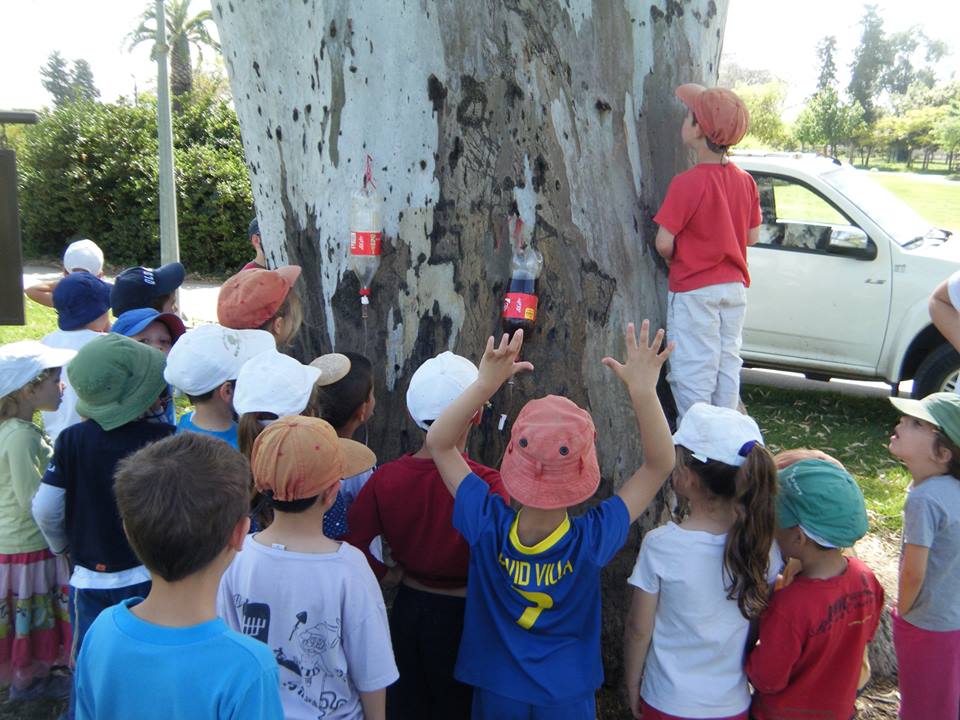 ילדים לומדים עצים  536