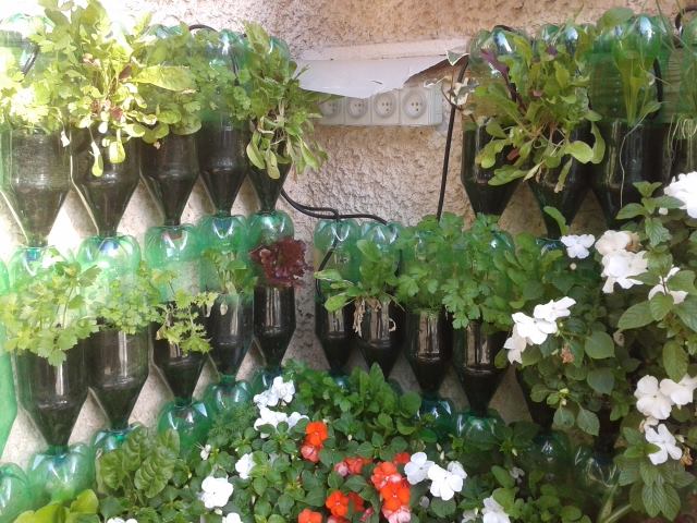 קיר ירוק מבקבוקים הגן הסולארי
